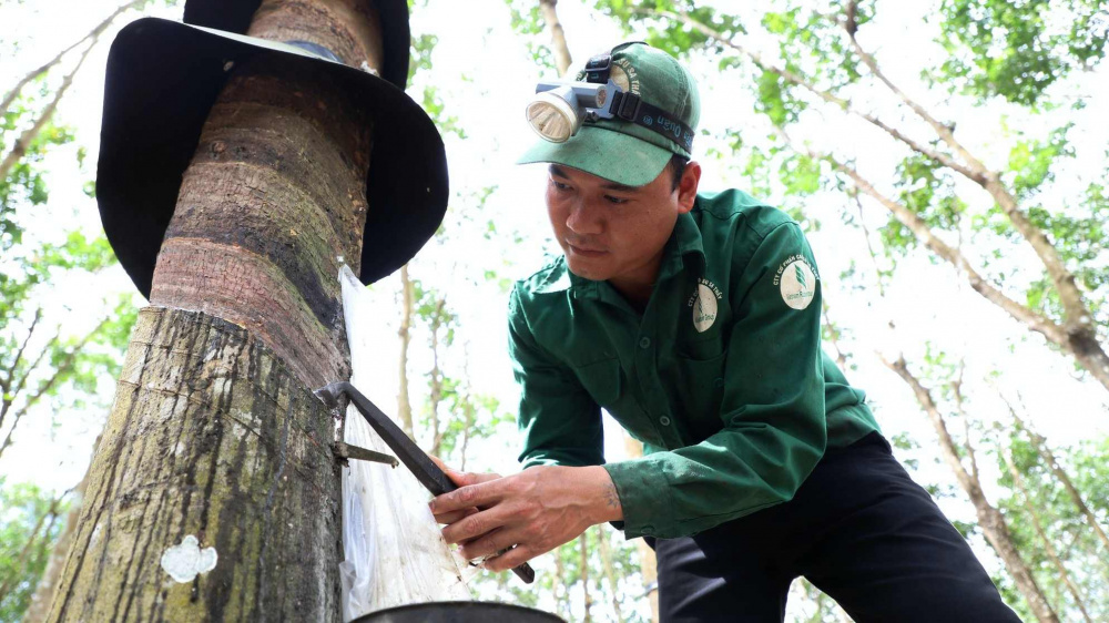Cao su Đồng Phú (DPR): Giá mủ cao su tăng vọt, lãi cả năm dự báo tăng 55% 